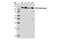 ATP Citrate Lyase antibody, 4332S, Cell Signaling Technology, Western Blot image 