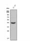 C-C Motif Chemokine Receptor 2 antibody, A00158-6, Boster Biological Technology, Western Blot image 