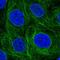 SH2 Domain Containing 3A antibody, NBP2-57054, Novus Biologicals, Immunofluorescence image 