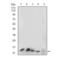 Histone Cluster 2 H3 Family Member D antibody, NBP2-52483, Novus Biologicals, Western Blot image 