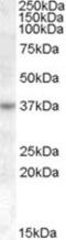 Ras Association Domain Family Member 7 antibody, MBS420278, MyBioSource, Western Blot image 