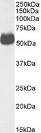 Solute Carrier Family 2 Member 4 antibody, CL8889AP, Cedarlane Labs, Western Blot image 