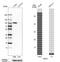 Grl1 antibody, HPA004248, Atlas Antibodies, Western Blot image 