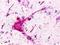Purinergic Receptor P2Y1 antibody, LS-A387, Lifespan Biosciences, Immunohistochemistry frozen image 