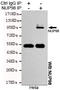 Nucleoporin 98 antibody, STJ99140, St John