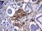 Melanoma Cell Adhesion Molecule antibody, NBP2-45770, Novus Biologicals, Immunohistochemistry frozen image 