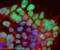 POU Class 5 Homeobox 1 antibody, ab19857, Abcam, Immunocytochemistry image 