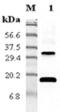 TNF Superfamily Member 18 antibody, ALX-210-375-C100, Enzo Life Sciences, Western Blot image 