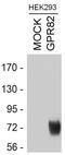 G Protein-Coupled Receptor 82 antibody, PA3-039, Invitrogen Antibodies, Western Blot image 