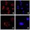 Asporin antibody, STJ70669, St John