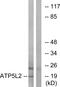 ATP Synthase Membrane Subunit G Like antibody, PA5-39037, Invitrogen Antibodies, Western Blot image 