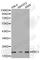 BCL2 Binding Component 3 antibody, A2846, ABclonal Technology, Western Blot image 