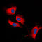 Matrix Metallopeptidase 13 antibody, LS-C352547, Lifespan Biosciences, Immunofluorescence image 