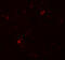 Caveolae Associated Protein 2 antibody, 7265, ProSci, Immunofluorescence image 