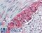 Taxilin Beta antibody, LS-A8160, Lifespan Biosciences, Immunohistochemistry frozen image 