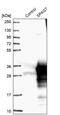 Sperm Associated Antigen 7 antibody, PA5-54957, Invitrogen Antibodies, Western Blot image 