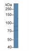 HIF1-alpha antibody, LS-C304042, Lifespan Biosciences, Western Blot image 