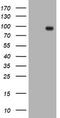 Transferrin Receptor 2 antibody, TA504590BM, Origene, Western Blot image 