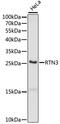Reticulon 3 antibody, 15-892, ProSci, Western Blot image 