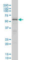 CAMP Responsive Element Binding Protein 5 antibody, LS-C133595, Lifespan Biosciences, Western Blot image 