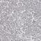 Sedoheptulokinase antibody, HPA024361, Atlas Antibodies, Immunohistochemistry frozen image 