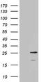 Calcium And Integrin Binding Family Member 3 antibody, TA811077S, Origene, Western Blot image 