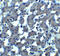 Trophinin antibody, 8245, ProSci Inc, Immunohistochemistry paraffin image 