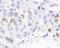 Karyopherin Subunit Alpha 2 antibody, NB100-79807, Novus Biologicals, Immunohistochemistry frozen image 