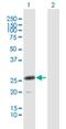 Mcl antibody, H00338339-B01P, Novus Biologicals, Western Blot image 