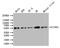Cell Death Inducing DFFA Like Effector A antibody, CSB-PA005431LA01HU, Cusabio, Western Blot image 