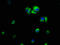 Integrin Linked Kinase antibody, CSB-PA00999A0Rb, Cusabio, Immunofluorescence image 