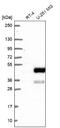 SLC9A3 Regulator 2 antibody, NBP2-62651, Novus Biologicals, Western Blot image 