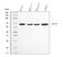 Nuclear Factor I B antibody, M01537-1, Boster Biological Technology, Western Blot image 