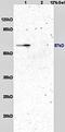 Autophagy Related 12 antibody, orb5705, Biorbyt, Western Blot image 