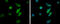 IL2 Inducible T Cell Kinase antibody, GTX113217, GeneTex, Immunocytochemistry image 