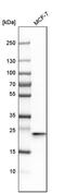 RAB13, Member RAS Oncogene Family antibody, PA5-52039, Invitrogen Antibodies, Western Blot image 