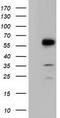 T-Complex 11 Like 2 antibody, TA501800, Origene, Western Blot image 