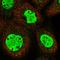 Membrane Spanning 4-Domains A6A antibody, NBP1-86541, Novus Biologicals, Immunofluorescence image 