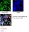 Metal Response Element Binding Transcription Factor 2 antibody, 16208-1-AP, Proteintech Group, Immunofluorescence image 