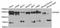 Nuclear Factor Kappa B Subunit 2 antibody, abx126242, Abbexa, Western Blot image 