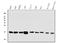 Cytochrome C Oxidase Subunit 4I1 antibody, M05442-1, Boster Biological Technology, Western Blot image 