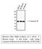 Caspase 8 antibody, STJ97394, St John