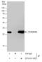 Prohibitin antibody, GTX101105, GeneTex, Immunoprecipitation image 