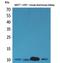 Diazepam Binding Inhibitor, Acyl-CoA Binding Protein antibody, A01267-1, Boster Biological Technology, Western Blot image 