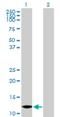 Myotrophin antibody, H00136319-B01P, Novus Biologicals, Western Blot image 