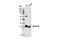 Heterogeneous Nuclear Ribonucleoprotein A0 antibody, 5600S, Cell Signaling Technology, Western Blot image 