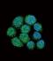 JunB Proto-Oncogene, AP-1 Transcription Factor Subunit antibody, orb256641, Biorbyt, Immunocytochemistry image 