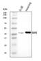 Src Kinase Associated Phosphoprotein 2 antibody, A06280-2, Boster Biological Technology, Western Blot image 