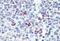 Lin-28 Homolog B antibody, MBS242296, MyBioSource, Immunohistochemistry frozen image 