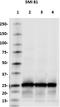 Synaptosome Associated Protein 25 antibody, 836307, BioLegend, Western Blot image 